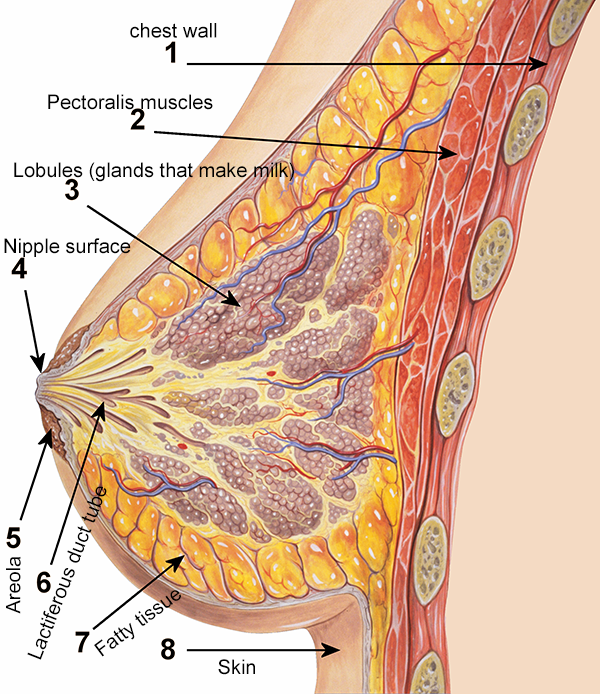 Breast anatomy